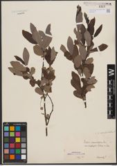 Foto von Salix appendiculata Vill.